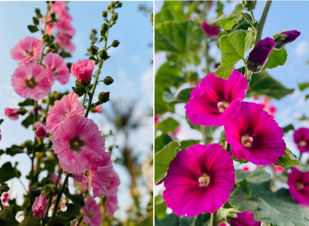 Double Red Hollyhock Flower Seeds For Planting – Heirloom