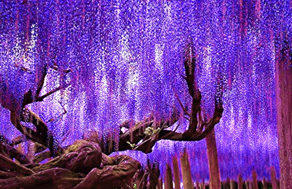 thumbnail image 2 of Chinese Wisteria Seeds – Fast-Growing Perennial Flowering Vine, Cold Hardy, Bonsai Friendly, Sinensis Variety 2 of 4