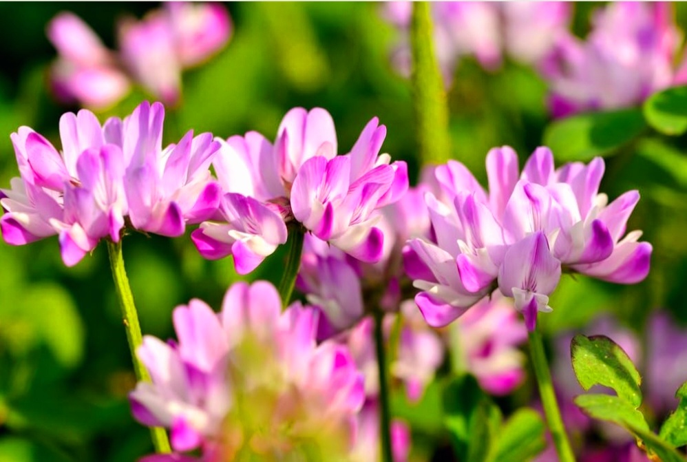 Screenshot_20250224-235032_Chrome