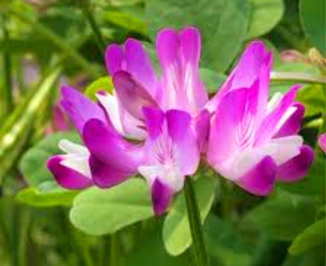 Screenshot_20250224-235234_Google