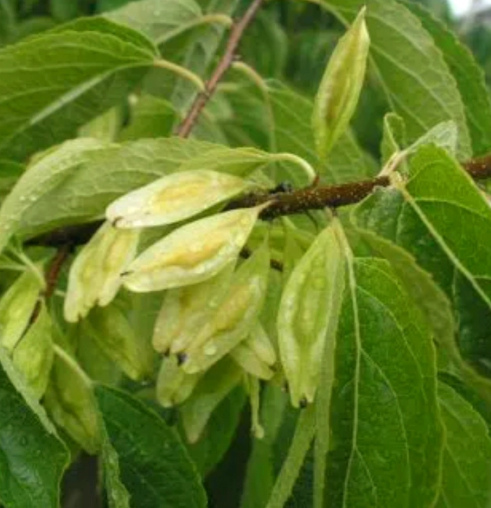 Screenshot_20250428-001731_Chrome