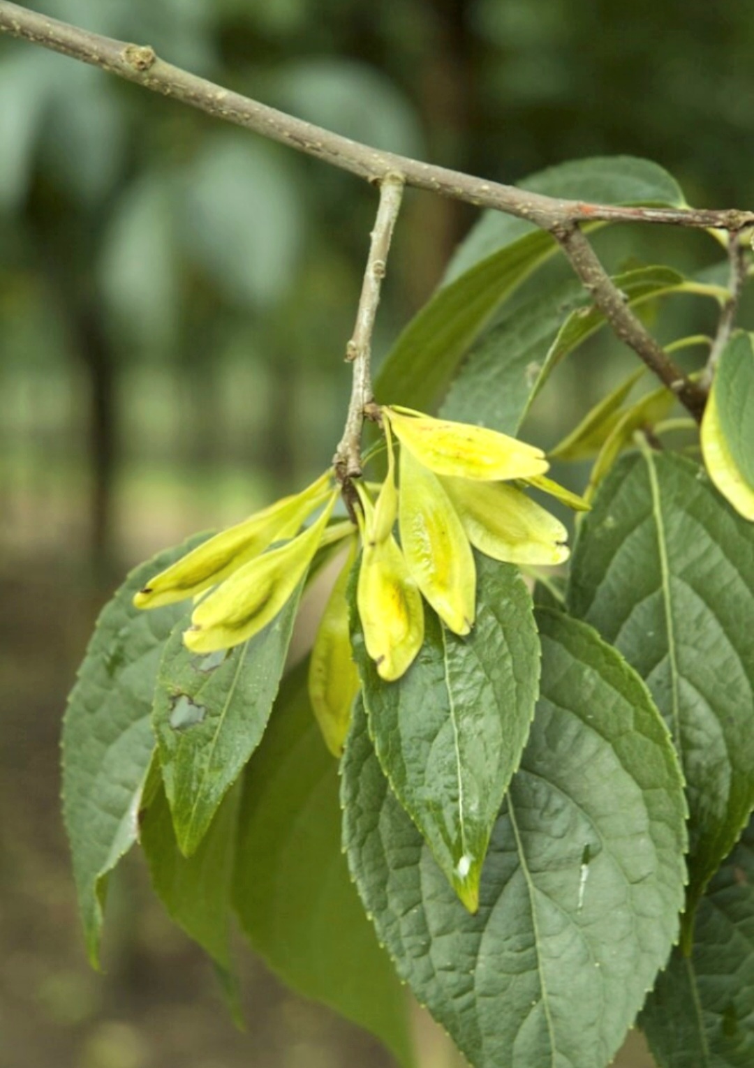 Screenshot_20250428-002223_Etsy