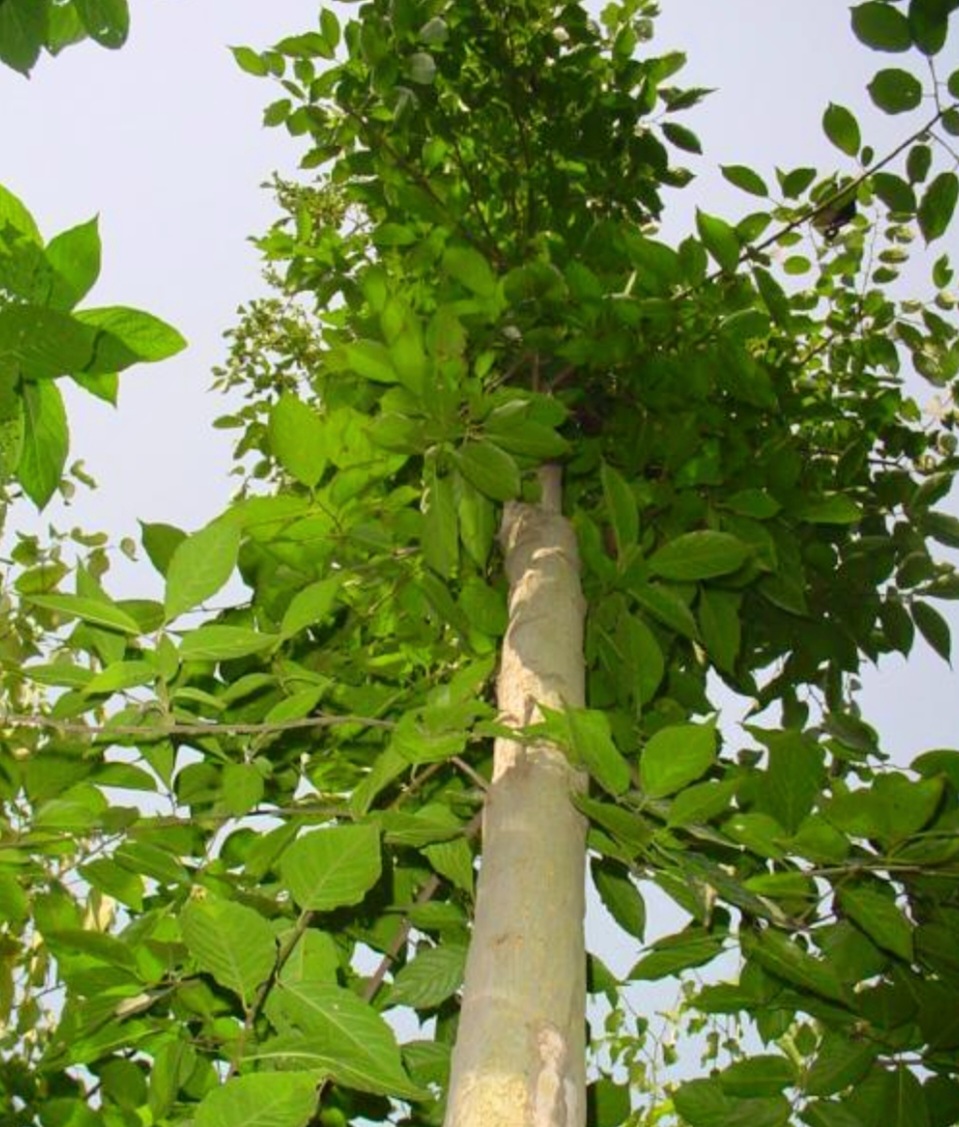 Screenshot_20250503-000332_Google