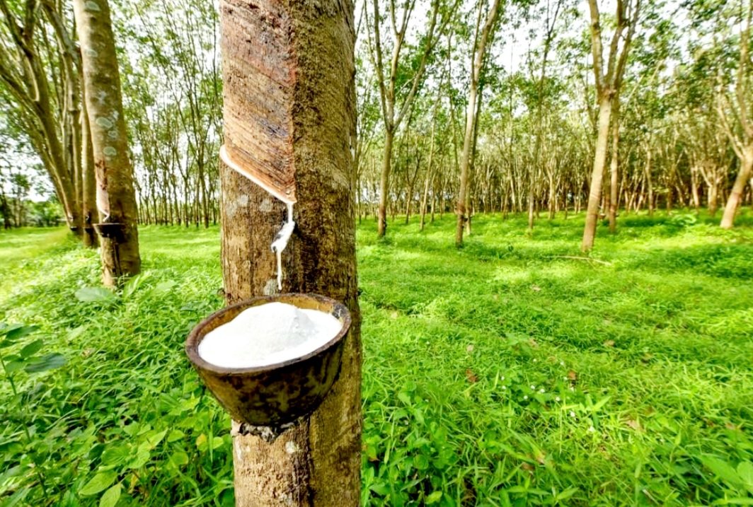 Screenshot_20250504-234236_Samsung Internet