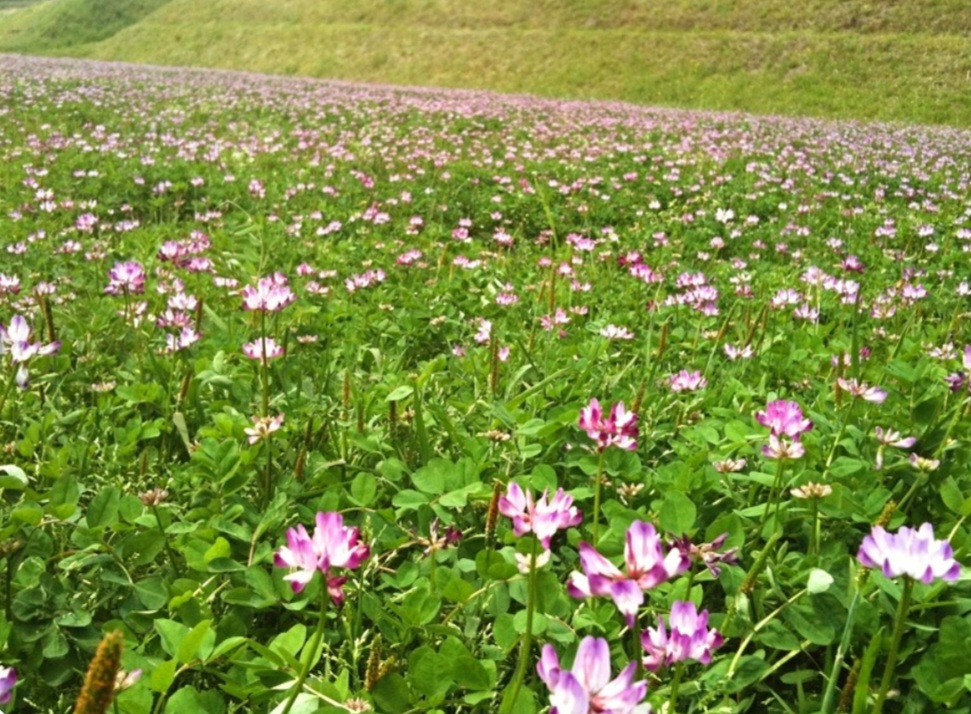 Screenshot_20250506-004747_Chrome