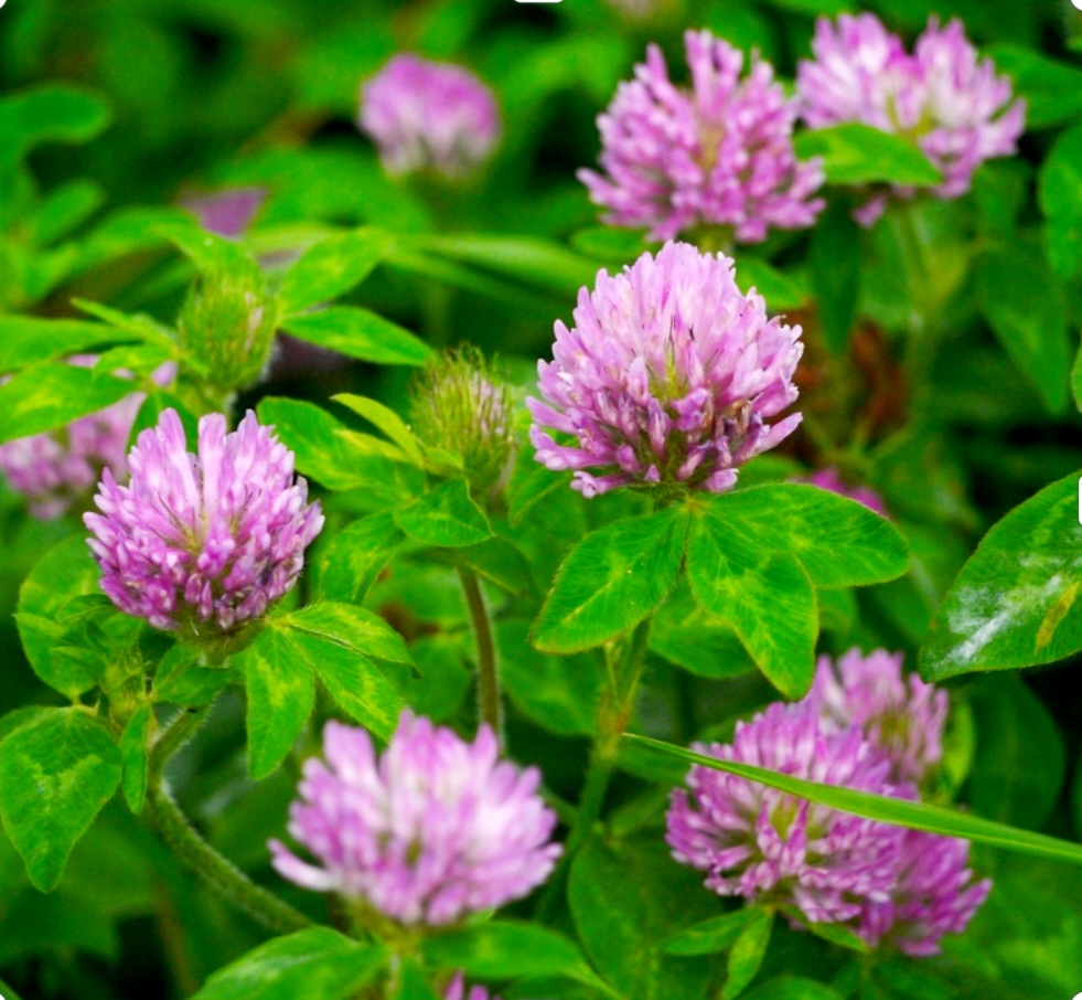 Screenshot_20250506-004817_Chrome